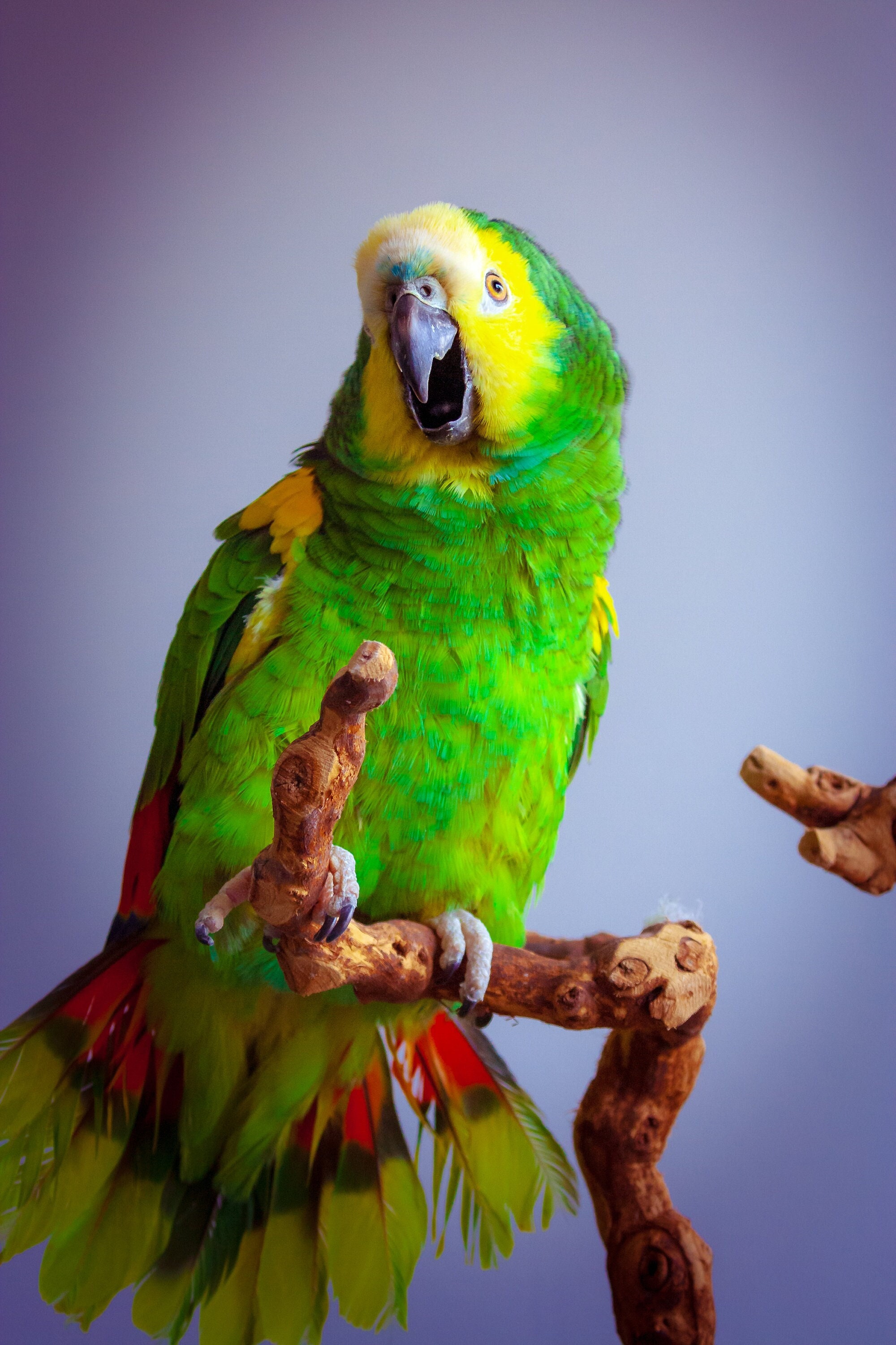 Labernder Papagei mit Sprachwiedergabe - Jetzt kaufen und lachen! -  Dekofigur Deko Figur lustig Jungen Geschenk lachen sprechender Vogel  sprechen –