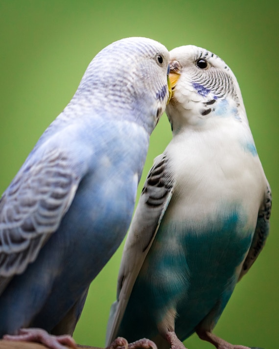 Pair of Blue and White Budgie Parakeet Birds Kissing With Etsy