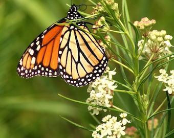 Orange and Black Monarch Butterfly on Milkweed Plant in a Wisconsin Field, Nature Photography, Printable Digital Download
