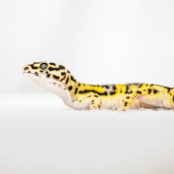 Yellow and Black Leopard Gecko with White Background, Pet Photography, Printable Digital Download