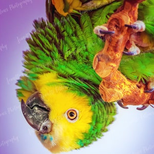 Op de afbeelding: Een levendige papegaai met gele, groene en blauwe veren zit op een houten tak. Het oog van de vogel is een opvallend oranje en zijn snavel is donkergrijs. De achtergrond is een verloop van paars en wit.