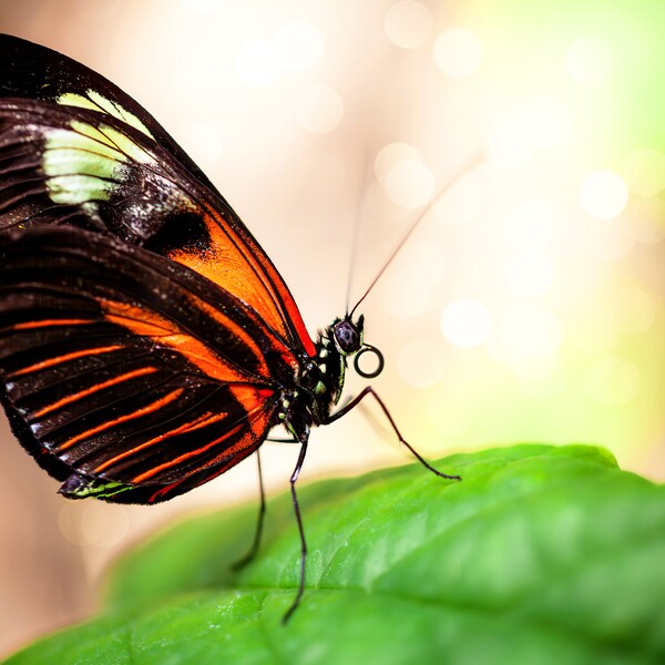 Petit facteur, cramoisi patché Longwing, papillon héliconide debout sur une feuille, photographie de la nature, téléchargement numérique imprimable