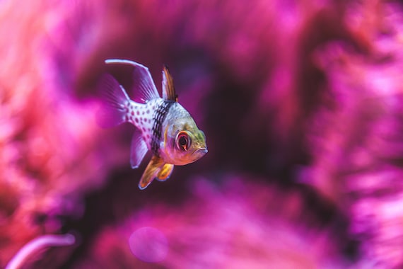 Tropical Fish With Pink and Black Background, Hmph Meme, Printable Digital  Download, Photography 