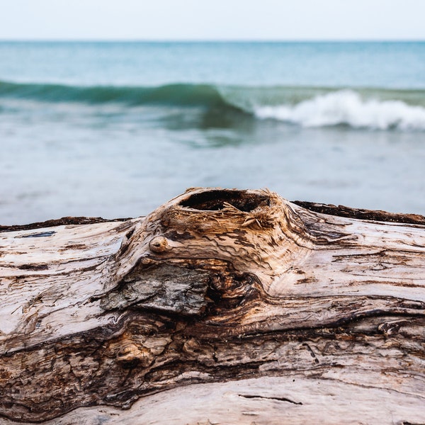 Driftwood op het strand van Lake Michigan, afdrukbare digitale download, landschapsfotografie