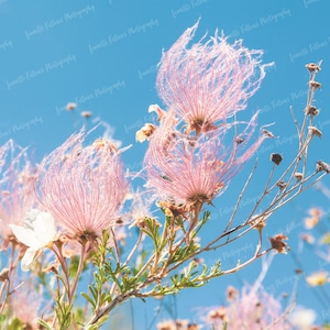 Pink Apache Plume Colorado Wildflower, Flowering Bush in Summer, Nature Photography, Printable Digital Download, Wallpaper, Background