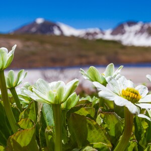 Weisse Wildblumen auf dem Gipfel des Ingebrochenen Passes in den Rocky Mountains in Colorado, Landschaftsfotografie, druckbares digitales Bild