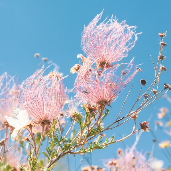 Pink Apache Plume Colorado Wildflower, Flowering Bush in Summer, Nature Photography, Printable Digital Download