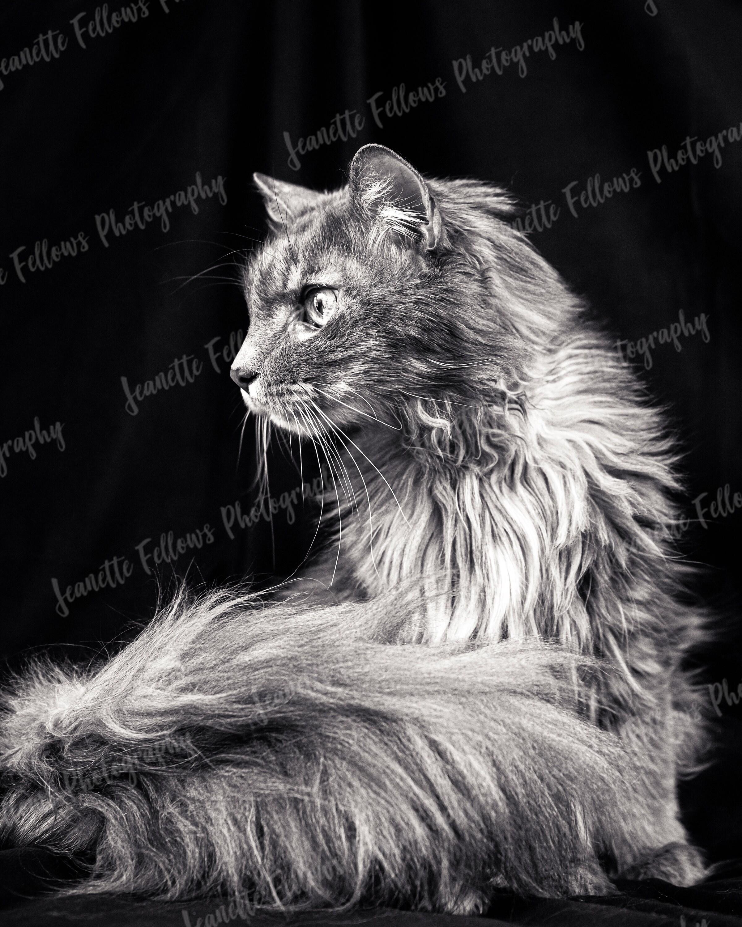 maine coon bianco e nero