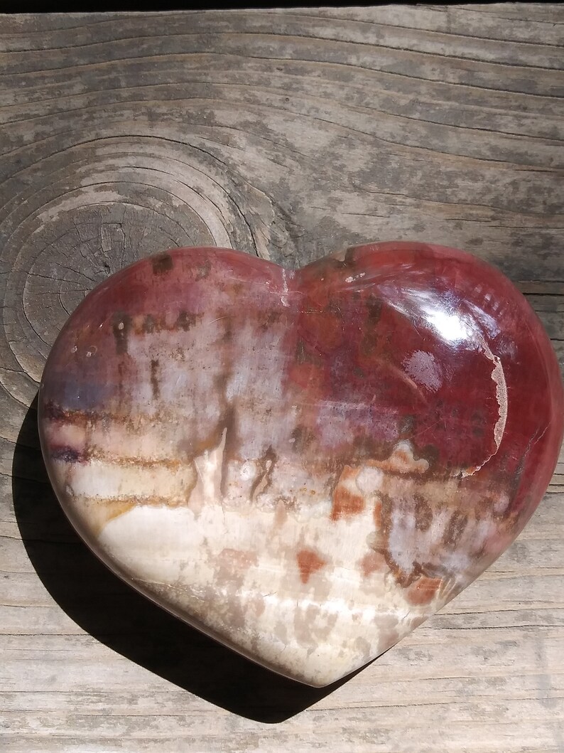 Versteinertes Holz Fossil - Natürliches Lehrmaterial 7-9 Cm