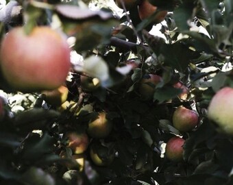 Mele, libro di poesie, poesie, ebook PDF, zine