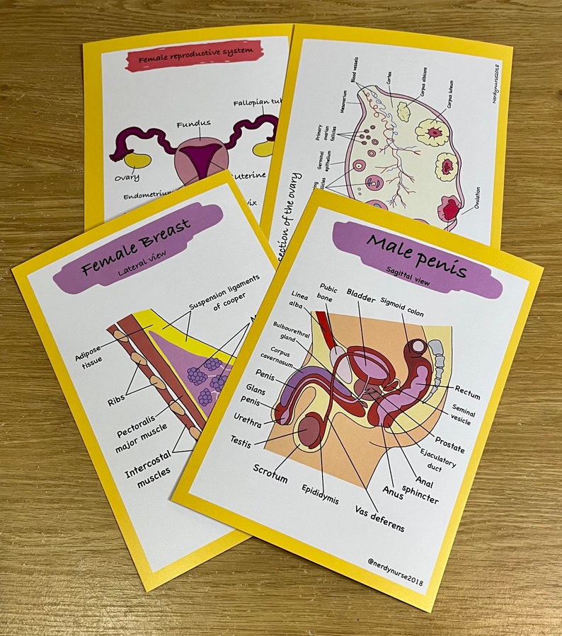 Anatomy and Physiology Flashcards Digital Download for Student Etsy