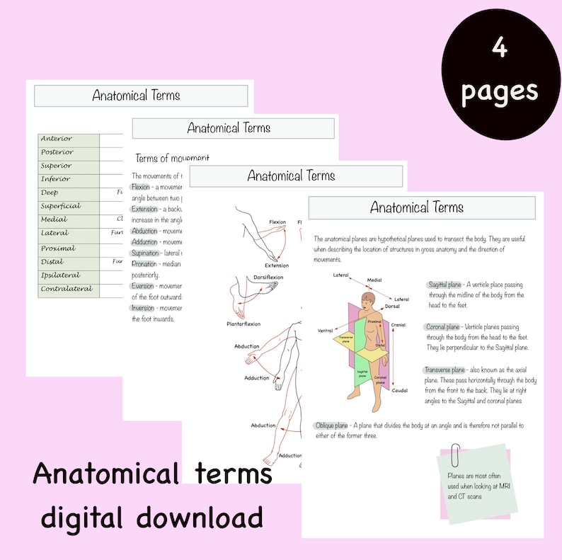 PDF Introduction to Anatomical Terms Etsy UK