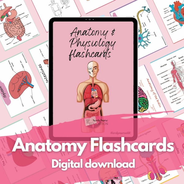 Anatomy Flashcards Etsy