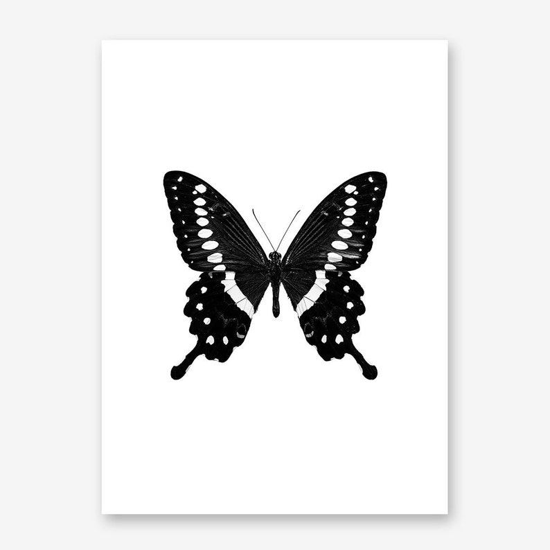 Black and White Butterfly Poster Print Insect Poster Print Etsy