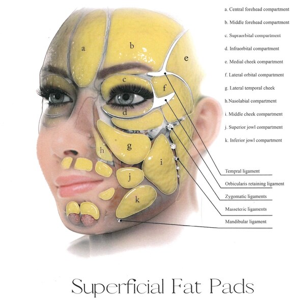 Set of 3 Female Face Anatomy and Physiology Muscles Vessels Etsy