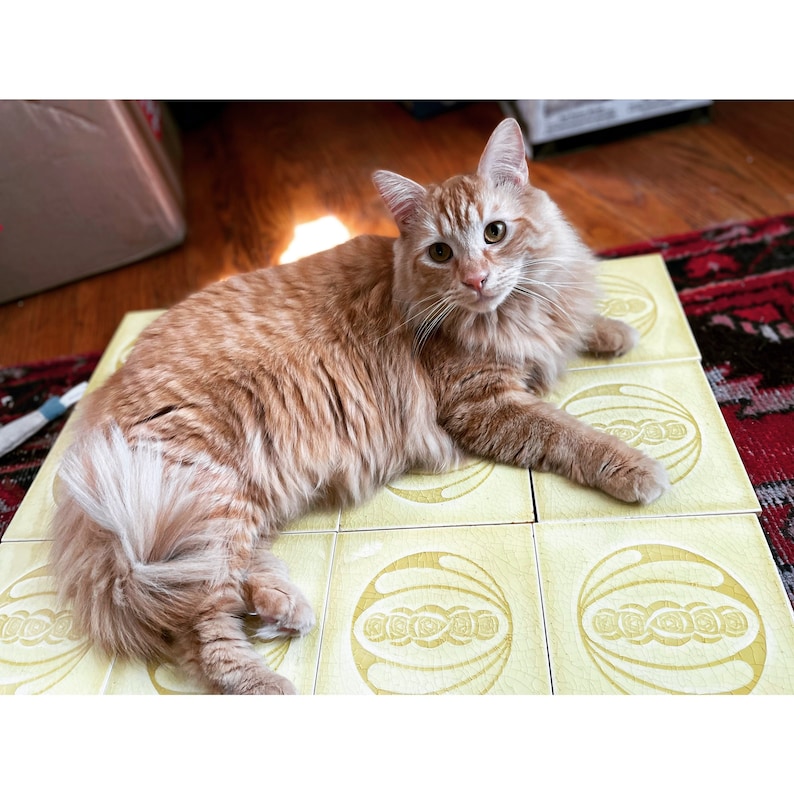 May include: A fluffy orange tabby cat with white paws and a white tail lays on a set of yellow patterned tiles.