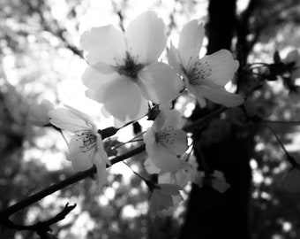 Las flores de cerezo monocromáticas