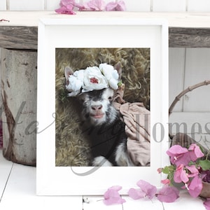 Newborn Baby Goat