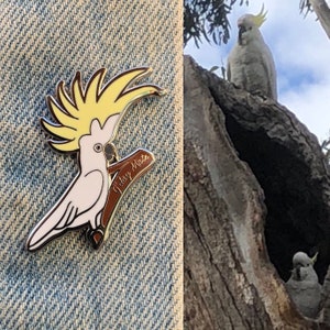 Olá, companheiro, cacatua
