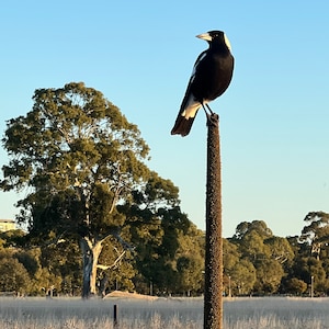 Magpie pin image 3