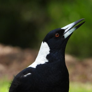 Magpie pin image 4