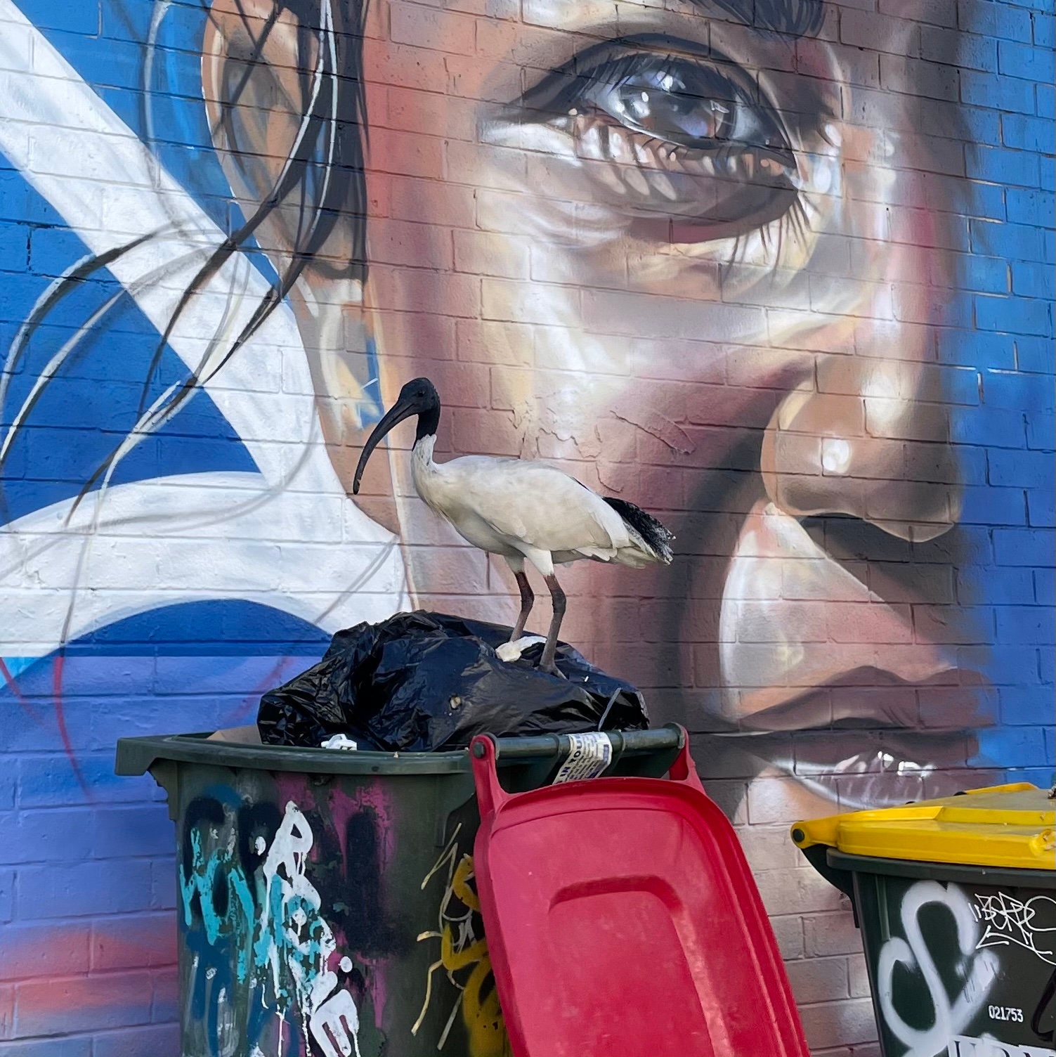 Bin Chicken Etsy Australia