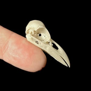 Mini Raven Skull Replica: Museum Quality Resin Print, 1.25&quot;