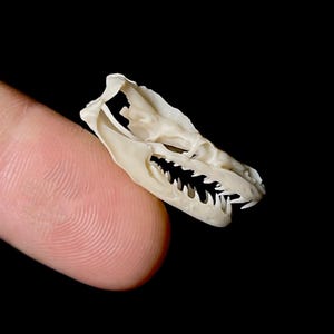 May include: A small, off-white reptile skull with visible teeth and eye sockets. The skull is held against a finger, with a black background. The skull's size is approximately 1 inch in length.