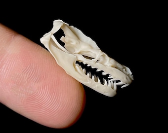 Reticulated Python Skull Replica: 8k Resin, Museum Quality