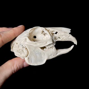 Réplica de cráneo de Jack Rabbit de resina: rarezas de calidad de museo para coleccionistas