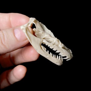 May include: A small, off-white reptile skull with visible teeth is held against a black background. The skull is detailed, showing the structure of the jaw and eye sockets. The object is held by a hand.