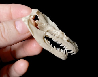 8k Resin Reticulated Python Skull Replica: Museum Quality