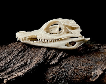 北カイマントカゲの頭蓋骨レプリカ（博物館品質） - Etsy 日本