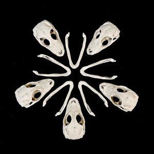 Alligator Hatchling Skull Replica: Museum Quality Resin Print (Lot of 5)