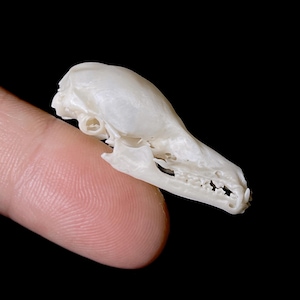 Könnte beinhalten: Ein kleiner, cremefarbener Tierschädel, möglicherweise von einem Nagetier oder einem kleinen Säugetier, wird von einem Finger vor schwarzem Hintergrund gehalten. Die Details des Schädels, einschließlich Zähne und Augenhöhlen, sind sichtbar.