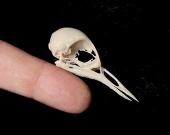 American Dipper Skull Replica: Life Size Resin Bird Skull - Museum Quality
