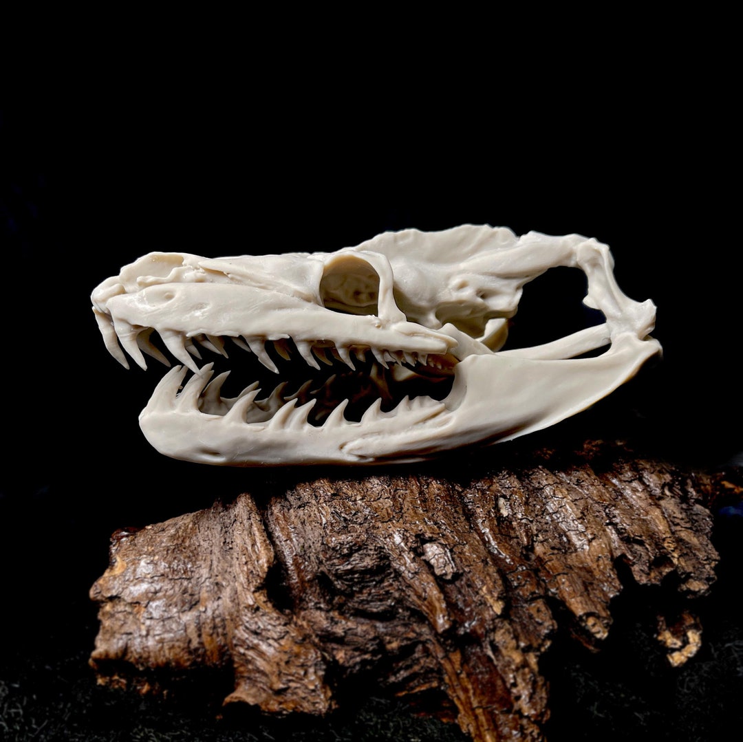 Reticulated Python, Python Skull, Snake Skull, Replica Skull, Resin ...