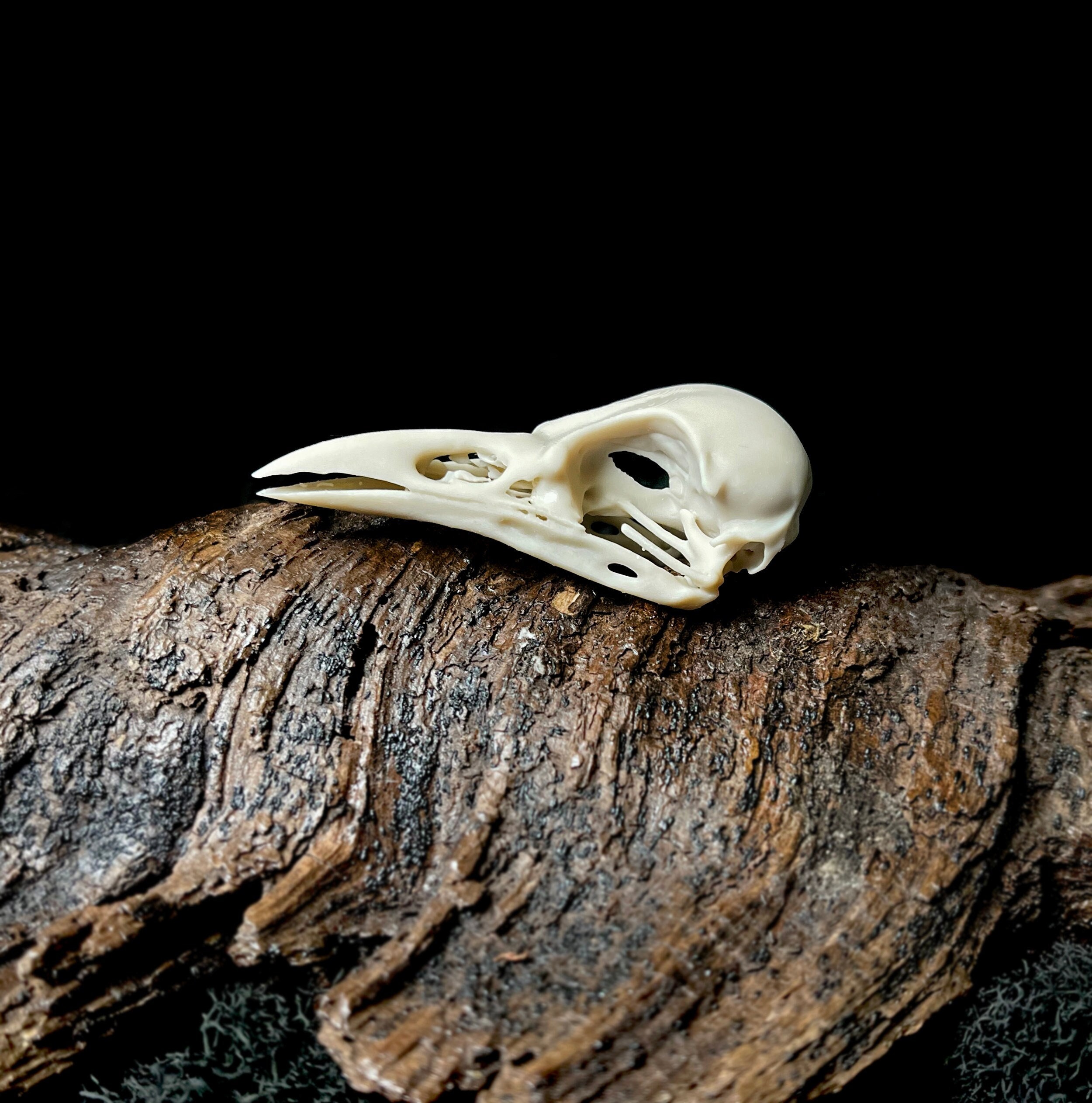 Samoan Starling Skull Replica: Life Size Resin Bird Skull (2.35