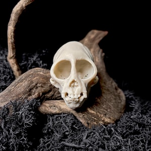 May include: A cream-colored primate skull with large eye sockets and visible teeth. The skull rests on a bed of dark, textured moss and is framed by pieces of driftwood against a black background.