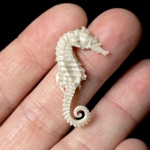 Tiny Seahorse Replica, Replica Fish, Bony Fish, Seahorse Figure, Resin Model, Museum Quality, Collector, Educational, Curios, Oddities