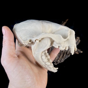 5&quot; Sea Otter Skull Replica: Museum Quality Resin Model