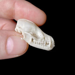 Mouse-Eared Bat Replica Skull: Resin 3D Print, Museum Quality