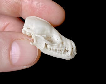 Mouse-Eared Bat Replica Skull: Resin 3D Print, Museum Quality