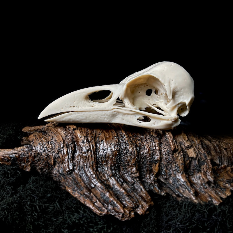 Raven Skull - Etsy