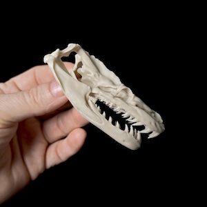 May include: A detailed, off-white reptile skull with sharp teeth is held against a black background. The skull is a replica, showcasing the intricate bone structure and the shape of the jaw.