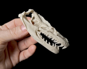 Reticulated Python Skull Replica: 3D Printed Resin