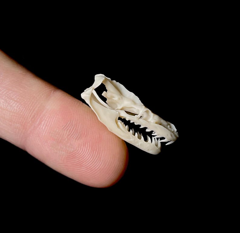 May include: A small, off-white reptile skull with visible teeth and eye sockets. The skull is held against a finger, with a black background. The skull's size is approximately 1 inch in length.