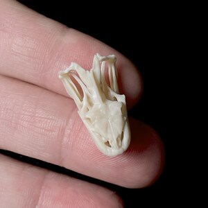 May include: A small, off-white reptile skull, possibly a snake or lizard, is held in a person's hand. The skull is detailed, showing the structure of the jaw and eye sockets. The background is black, highlighting the skull's intricate design.