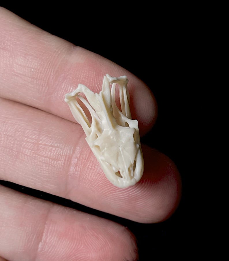 May include: A small, off-white reptile skull, possibly a snake or lizard, is held in a person's hand. The skull is detailed, showing the structure of the jaw and eye sockets. The background is black, highlighting the skull's intricate design.