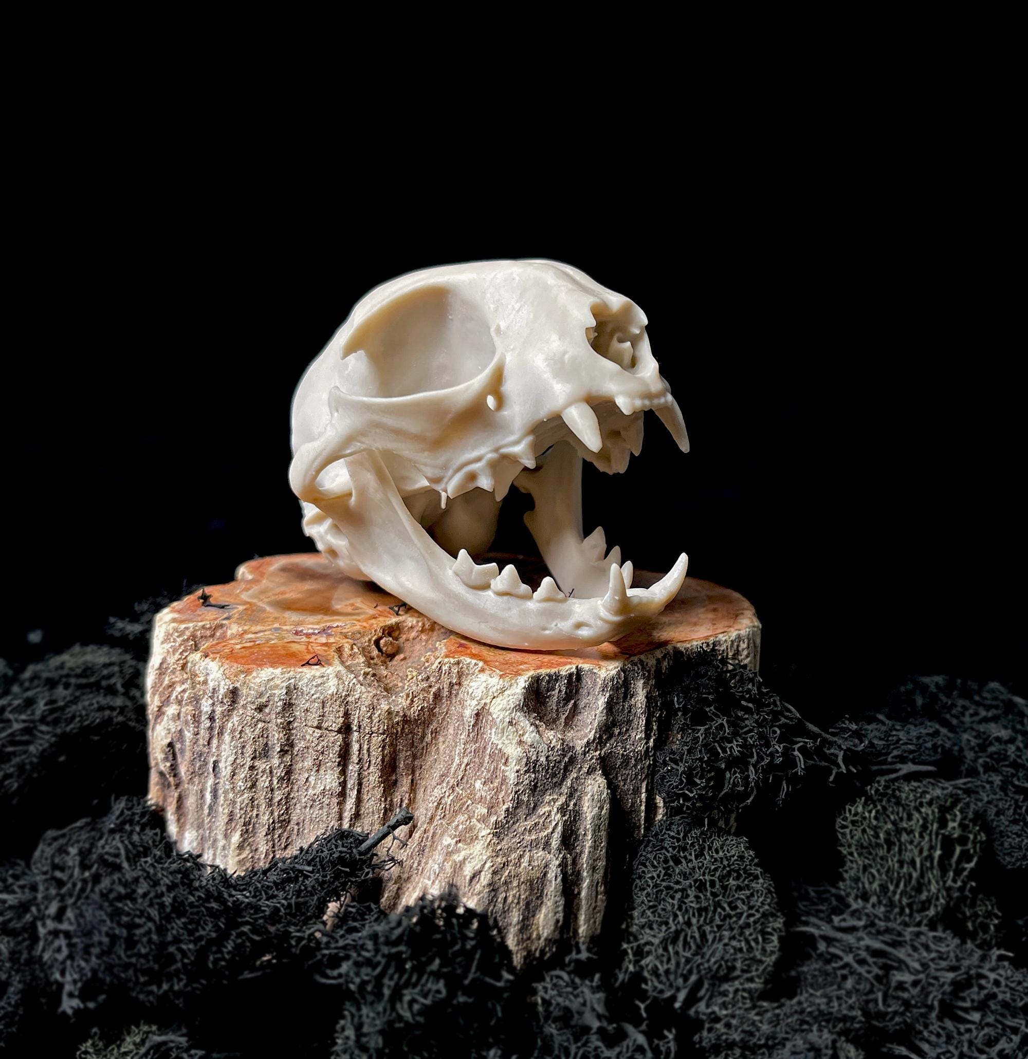 Life Size Cat Skull Replica: 8k Resin, Educational Oddity - Etsy